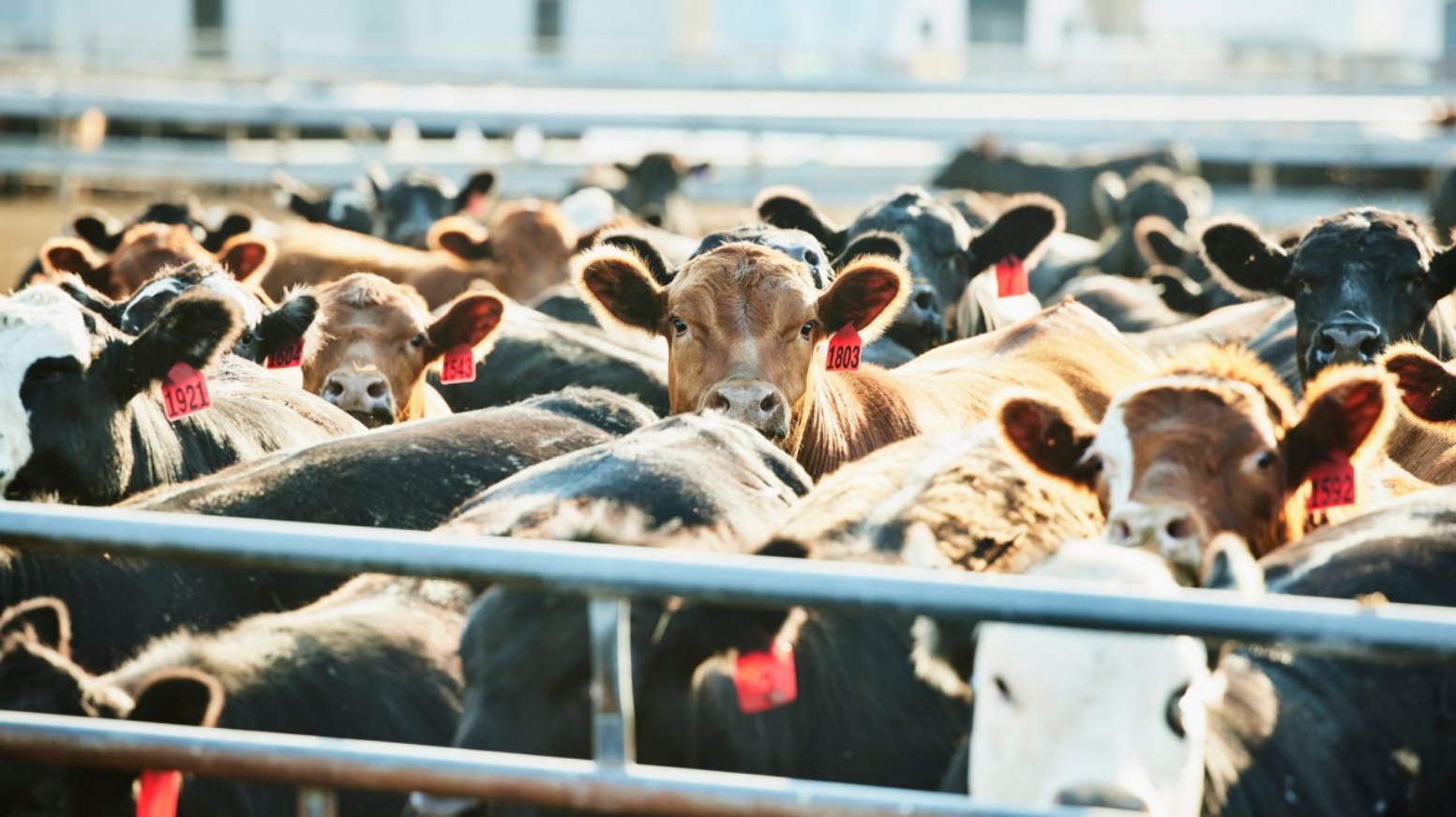 Image for Superar monotonia alimentar não é volta ao passado